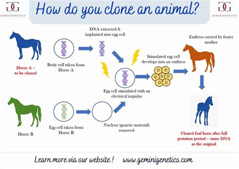 are cloned animals watched more|animal cloning statistics.